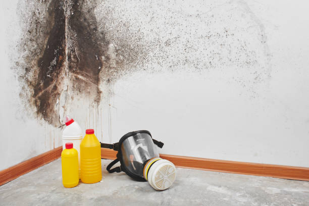 Best Mold Remediation Experts  in Dunlap, TN