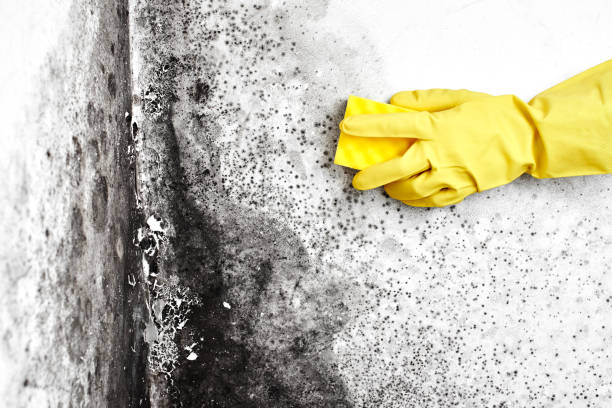 Best Attic Mold Removal  in Dunlap, TN
