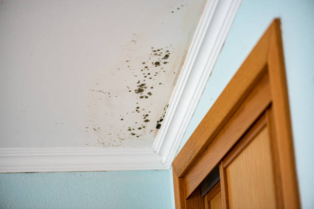 Best Fast Mold Removal  in Dunlap, TN