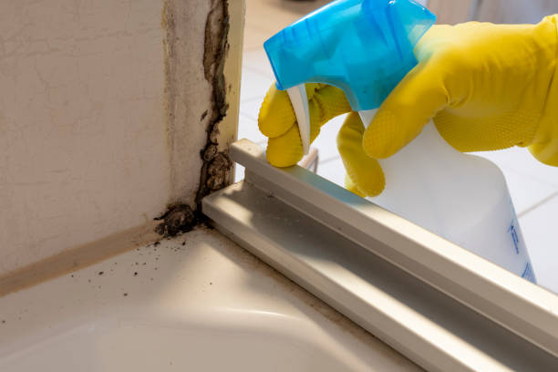 Home Mold Removal in Dunlap, TN