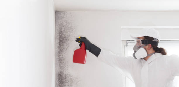 Mold Removal Process in Dunlap, TN