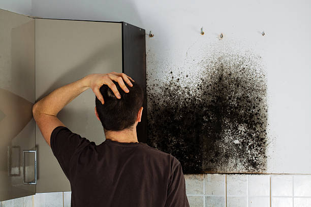 Best Home Mold Removal  in Dunlap, TN