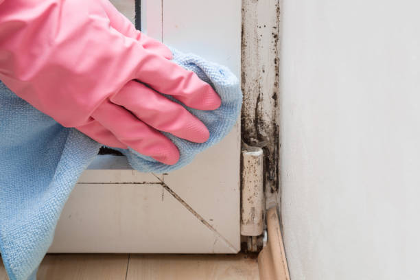 Best Mold Removal Process  in Dunlap, TN