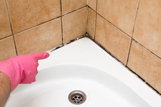 Best Black Mold Removal  in Dunlap, TN